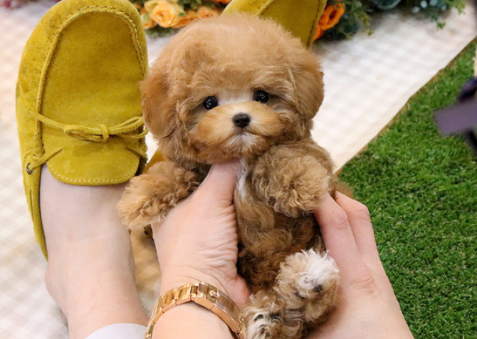 KORE KAN TOY POODLE